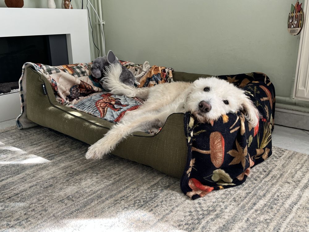  NRDOGS Lux Memory Kutyafekhely Oliva
