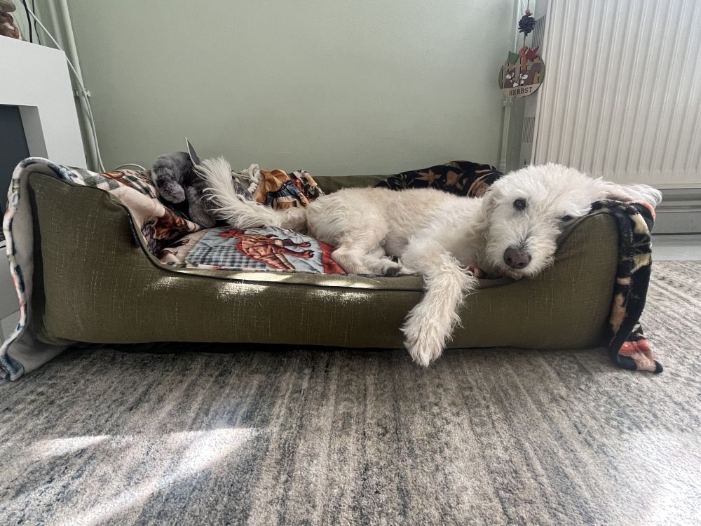  NRDOGS Lux Memory Kutyafekhely Oliva
