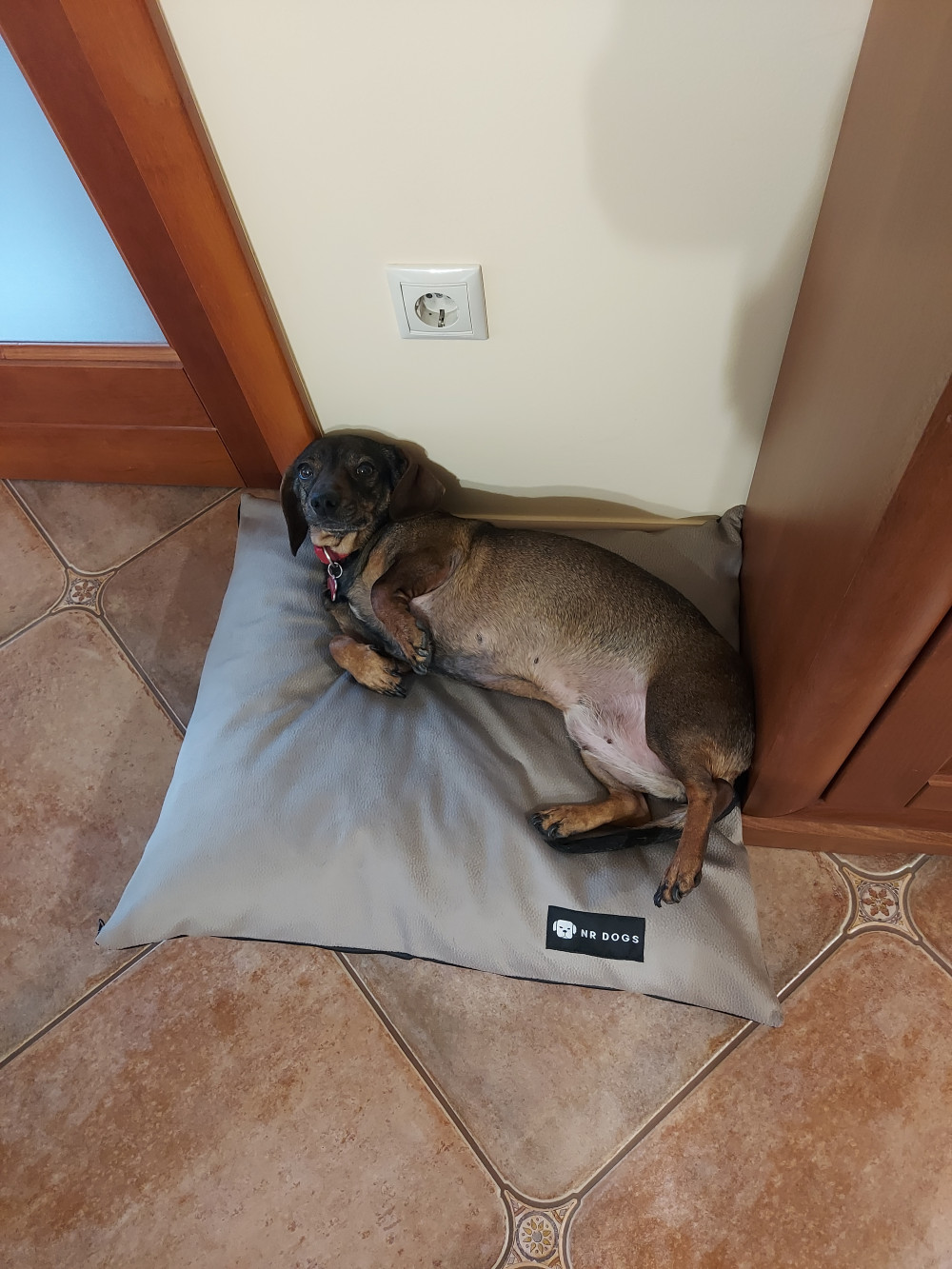 NRDOGS Basic Kutyafekhely Soft Magic Beige

