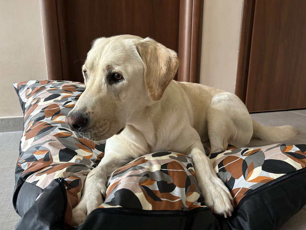NRDOGS Basic Kutyafekhely Soft Magic Ocean NRDOGS Basic Kutyafekhely Soft Magic Ocean