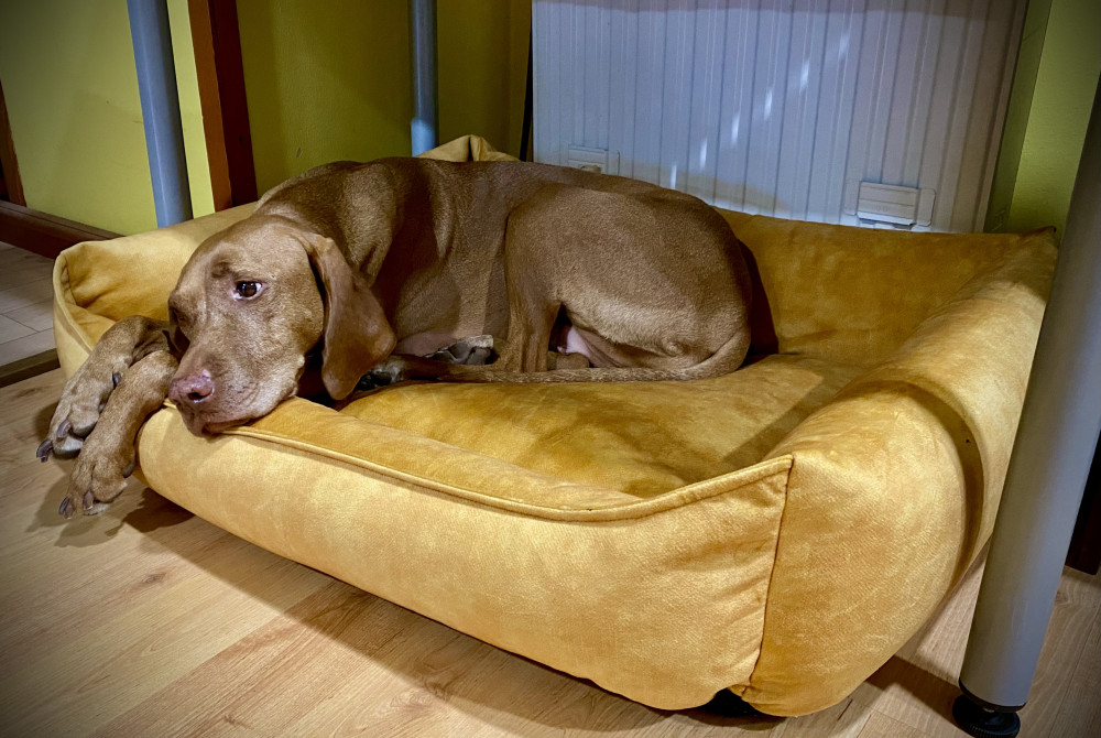 NRDOGS Basket Kutyafekhely Soft Magic Okker
