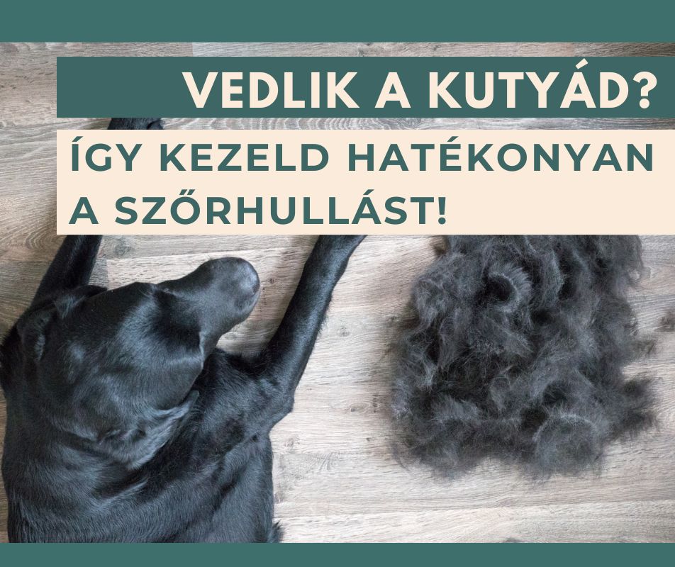 Vedlik a kutyád? Így kezeld hatékonyan a szőrhullást!